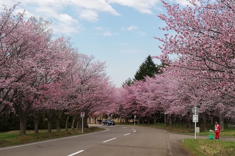 札幌的賞櫻花勝地｜北海道・札幌觀光計程車｜HEART TAXI TRAVEL