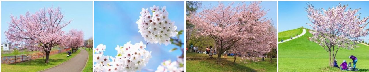 定山渓の川や温泉の風景、キタキツネ、エゾシカ