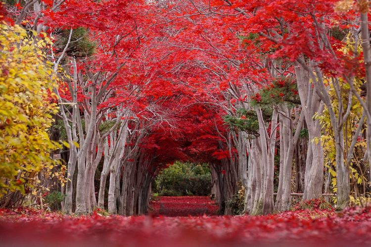 札幌の紅葉名所｜北海道・札幌の観光タクシー｜ハートタクシートラベル