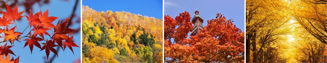 定山渓の川や温泉の風景、キタキツネ、エゾシカ